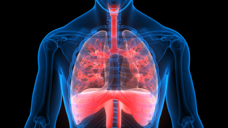 human respiratory system lungs with diaphragm anatomy